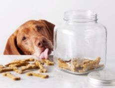 Dog Treats & Chews