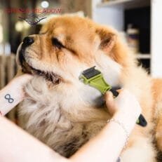 Dog Grooming & Health