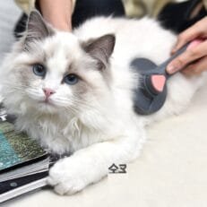 Cat Grooming & Health