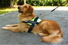 Collars & Harnesses