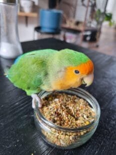 Bird Food
