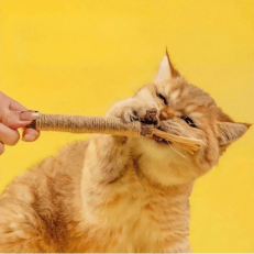 Interactive Cat Toy – Teeth Cleaning & Indoor Play