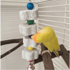 Bird Toys & Accessories
