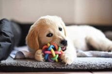 Dog Toys & Accessories