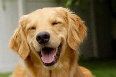 Dogs
