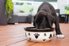 Dog Wet Food