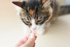 Cat supplements