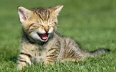 Cats