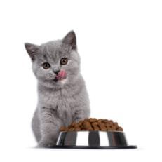 Cat Dry Food