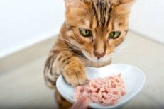 Cat Wet Food