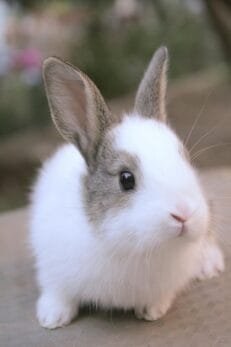 Rabbit
