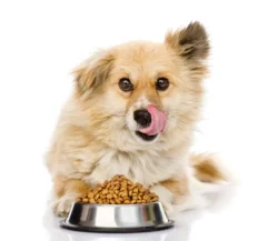 Dog Dry Food