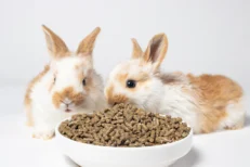 Rabbit Food
