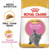 British Shorthair Kitten 2 KG ROYAL CANIN