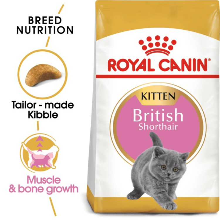 British Shorthair Kitten 2 KG ROYAL CANIN