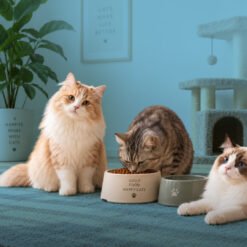 Cats