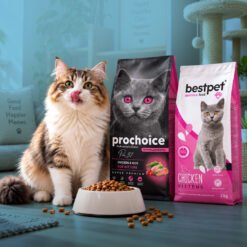 Cat Dry Food