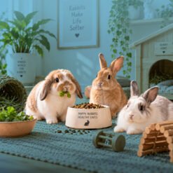 Rabbit